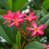 Frangipani, Rosarot, Topf-Ø 18/19 Cm -LECHUZA || Wagner Verkaufsgeschäft 0210104346 0210104350 0210104666 Plumeria Rubra Rare