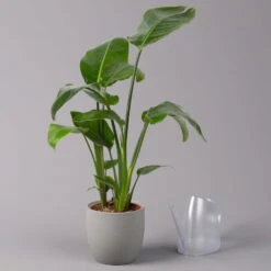 Strelitzia Nicolai, Topf-Ø 17 Cm, Höhe Ca. 55 Cm -LECHUZA || Wagner Verkaufsgeschäft 0210104742 Strelitzia nicolai T17 3