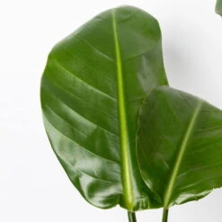 Strelitzia Nicolai, Topf-Ø 17 Cm, Höhe Ca. 55 Cm -LECHUZA || Wagner Verkaufsgeschäft 0210104742 Strelitzia nicolai T17 4