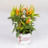Capsicum 'Hup Hup', Topf-Ø 10,5, 6er-Set 2 Capsicum 'Hup Hup', Topf-Ø 10,5, 6er-Set -LECHUZA || Wagner Verkaufsgeschäft 0210104749 Capsicum anuum Hup Hup T10 5 6er Set WS 2