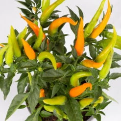 Capsicum 'Hup Hup', Topf-Ø 10,5, 6er-Set 7 Capsicum 'Hup Hup', Topf-Ø 10,5, 6er-Set -LECHUZA || Wagner Verkaufsgeschäft 0210104749 Capsicum anuum Hup Hup T10 5 6er Set WS