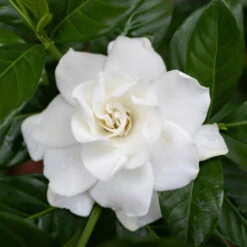 Gardenie, Topf-Ø 13 Cm -LECHUZA || Wagner Verkaufsgeschäft 0210130020 0210130058 0210130059 Gardenia jasminoides 1