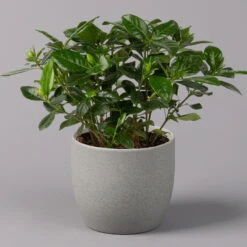 Gardenie, Topf-Ø 13 Cm