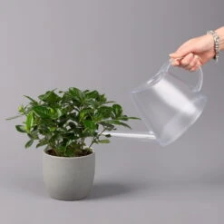 Gardenie, Topf-Ø 13 Cm -LECHUZA || Wagner Verkaufsgeschäft 0210130020 Gardenia jasminoides 3