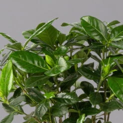 Gardenie, Mit Keramiktopf Dallas Weiß, Topf-Ø 13 Cm -LECHUZA || Wagner Verkaufsgeschäft 0210130060 0210130061 Gardenia jasminoides 122980