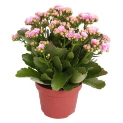 Kalanchoe 'Calandiva'®, Rosa-weiß, Topf-Ø 12 Cm, Höhe Ca. 27,5 Cm, 6er-Set -LECHUZA || Wagner Verkaufsgeschäft 0210350156 Kalanchoe Cal rosa weiss