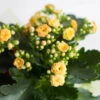 Kalanchoe 'Calandiva'®, Gelb, Topf-Ø 12 Cm, Höhe Ca. 27,5 Cm, 6er-Set -LECHUZA || Wagner Verkaufsgeschäft 0210350157 Kalanchoe Cal gelb 12cm T H 26cm