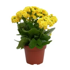 Kalanchoe 'Calandiva'®, Gelb, Topf-Ø 12 Cm, Höhe Ca. 27,5 Cm, 6er-Set -LECHUZA || Wagner Verkaufsgeschäft 0210350157 Kalanchoe Cal gelb