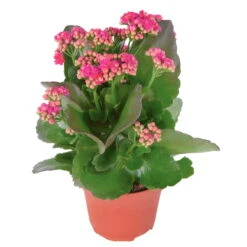 Kalanchoe 'Calandiva'®, Violett, Topf-Ø 12 Cm, Höhe Ca. 27,5 Cm, 6er-Set -LECHUZA || Wagner Verkaufsgeschäft 0210350159 Kalanchoe cal violett