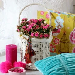 Kalanchoe 'Calandiva'®, Violett, Topf-Ø 12 Cm, Höhe Ca. 27,5 Cm, 6er-Set -LECHUZA || Wagner Verkaufsgeschäft 0210350159 Kalanchoe cal violett2