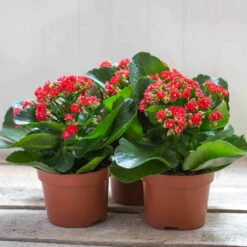 Kalanchoe 'Calandiva'®, Rot, Topf-Ø 12 Cm, Höhe Ca. 27,5 Cm, 6er-Set -LECHUZA || Wagner Verkaufsgeschäft 0210350161 Kalanchoe Cal rot 12 cm T H 26cm1