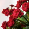 Kalanchoe 'Calandiva'®, Rot, Topf-Ø 12 Cm, Höhe Ca. 27,5 Cm, 6er-Set -LECHUZA || Wagner Verkaufsgeschäft 0210350161 Kalanchoe Cal rot 12 cm T H 26cm2