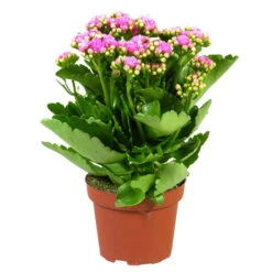 Kalanchoe 'Calandiva'®, Rosa, Topf-Ø 12 Cm, Höhe Ca. 27,5 Cm, 6er-Set -LECHUZA || Wagner Verkaufsgeschäft 0210350167 Kalanchoe Cal rosa