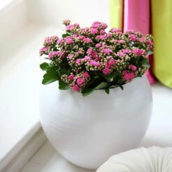 Kalanchoe 'Calandiva'®, Rosa, Topf-Ø 12 Cm, Höhe Ca. 27,5 Cm, 6er-Set -LECHUZA || Wagner Verkaufsgeschäft 0210350167 Kalanchoe Cal rosa1