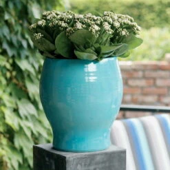 Kalanchoe 'Calandiva'®, Weiß, Topf-Ø 12 Cm, Höhe Ca. 27,5 Cm, 6er-Set -LECHUZA || Wagner Verkaufsgeschäft 0210350168 Kalanchoe Cal weiss1