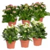 Kalanchoe 'Calandiva'®, Weiß & Rosa, Topf-Ø 12 Cm, Höhe Ca. 20-30 Cm, 6er-Set 1 Kalanchoe 'Calandiva'®, Weiß & Rosa, Topf-Ø 12 Cm, Höhe Ca. 20-30 Cm, 6er-Set -LECHUZA || Wagner Verkaufsgeschäft 0210350367 Kalanchoe weiss rosa 6er Set 3xweiss 3xrosa
