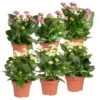 Kalanchoe 'Calandiva'®, Weiß&violett, Topf-Ø 12 Cm, Höhe Ca. 20-30 Cm, 6er-Set -LECHUZA || Wagner Verkaufsgeschäft 0210350368 Kalanchoe weiss violett 6er Set 3xweiss 3xviolett
