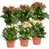Kalanchoe 'Calandiva'®, Weiß & Rot, Topf-Ø 12 Cm, Höhe Ca. 20-30 Cm, 6er-Set -LECHUZA || Wagner Verkaufsgeschäft 0210350370 Kalanchoe weiss rot 6er Set 3xweiss 3xrot