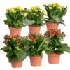 Kalanchoe 'Calandiva'®, Rot&gelb, Topf Topf-Ø 12 Cm, Höhe Ca. 20-30cm, 6er-Set 1 Kalanchoe 'Calandiva'®, Rot&gelb, Topf Topf-Ø 12 Cm, Höhe Ca. 20-30cm, 6er-Set -LECHUZA || Wagner Verkaufsgeschäft 0210350371 Kalanchoe rot gelb 6er Set 3xrot 3xgelb