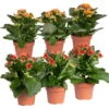 Kalanchoe 'Calandiva'®, Rot&orange, Topf-Ø 12 Cm, Höhe Ca. 20-30 Cm, 6er-Set 1 Kalanchoe 'Calandiva'®, Rot&orange, Topf-Ø 12 Cm, Höhe Ca. 20-30 Cm, 6er-Set -LECHUZA || Wagner Verkaufsgeschäft 0210350372 Kalanchoe rot orange 6er Set 3xrot 3xorange