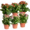 Kalanchoe 'Calandiva'®, Rot&violett, Topf-Ø 12 Cm, Höhe Ca. 20-30 Cm, 6er-Set 2 Kalanchoe 'Calandiva'®, Rot&violett, Topf-Ø 12 Cm, Höhe Ca. 20-30 Cm, 6er-Set -LECHUZA || Wagner Verkaufsgeschäft 0210350373 Kalanchoe rot violett 6er Set 3xrot 3xviolett