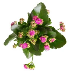 Kalanchoe 'Calandiva'®, Violett, Topf-Ø 12 Cm, Höhe Ca. 27,5 Cm, 6er-Set -LECHUZA || Wagner Verkaufsgeschäft 0210350382 Kalanchoe violett 6er Set 6xviolett 1 3