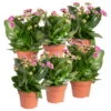 Kalanchoe 'Calandiva'®, Violett, Topf-Ø 12 Cm, Höhe Ca. 27,5 Cm, 6er-Set 2 Kalanchoe 'Calandiva'®, Violett, Topf-Ø 12 Cm, Höhe Ca. 27,5 Cm, 6er-Set -LECHUZA || Wagner Verkaufsgeschäft 0210350382 Kalanchoe violett 6er Set 6xviolett 2