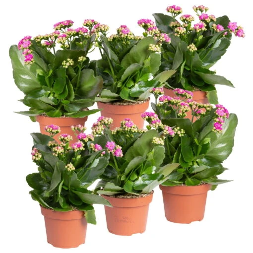 Kalanchoe 'Calandiva'®, Violett, Topf-Ø 12 Cm, Höhe Ca. 27,5 Cm, 6er-Set 7 Kalanchoe 'Calandiva'®, Violett, Topf-Ø 12 Cm, Höhe Ca. 27,5 Cm, 6er-Set -LECHUZA || Wagner Verkaufsgeschäft 0210350382 Kalanchoe violett 6er Set 6xviolett 2