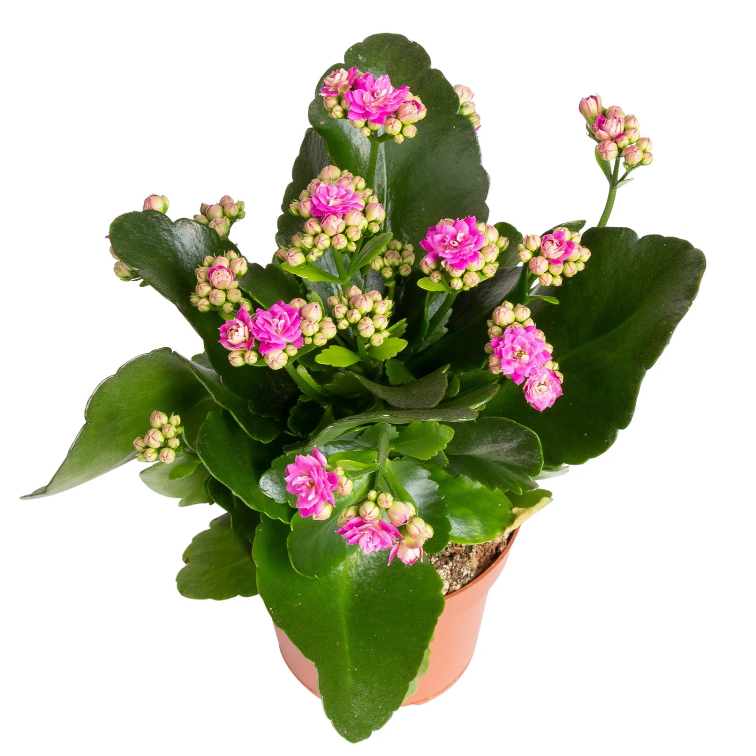 Kalanchoe 'Calandiva'®, Gelb&violett, Topf-Ø 12 Cm, Höhe Ca. 20-30 Cm, 6er-Set 7 Kalanchoe 'Calandiva'®, Gelb&violett, Topf-Ø 12 Cm, Höhe Ca. 20-30 Cm, 6er-Set – Bild 5