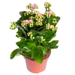 Kalanchoe 'Calandiva'®, Rosa-weiß, Topf-Ø 12 Cm, Höhe Ca. 27,5 Cm, 6er-Set -LECHUZA || Wagner Verkaufsgeschäft 0210350383 Kalanchoe rosa weiss 6er Set 6xrosa weiss 1