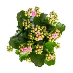 Kalanchoe 'Calandiva'®, Rosa-weiß, Topf-Ø 12 Cm, Höhe Ca. 27,5 Cm, 6er-Set -LECHUZA || Wagner Verkaufsgeschäft 0210350383 Kalanchoe rosa weiss 6er Set 6xrosa weiss 2