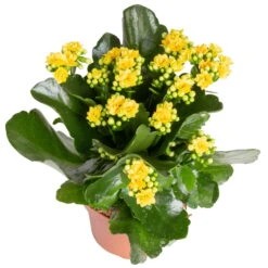 Kalanchoe 'Calandiva'®, Gelb&violett, Topf-Ø 12 Cm, Höhe Ca. 20-30 Cm, 6er-Set 11 Kalanchoe 'Calandiva'®, Gelb&violett, Topf-Ø 12 Cm, Höhe Ca. 20-30 Cm, 6er-Set -LECHUZA || Wagner Verkaufsgeschäft 0210350384 Kalanchoe gelb 6er Set 6xgelb 2 3