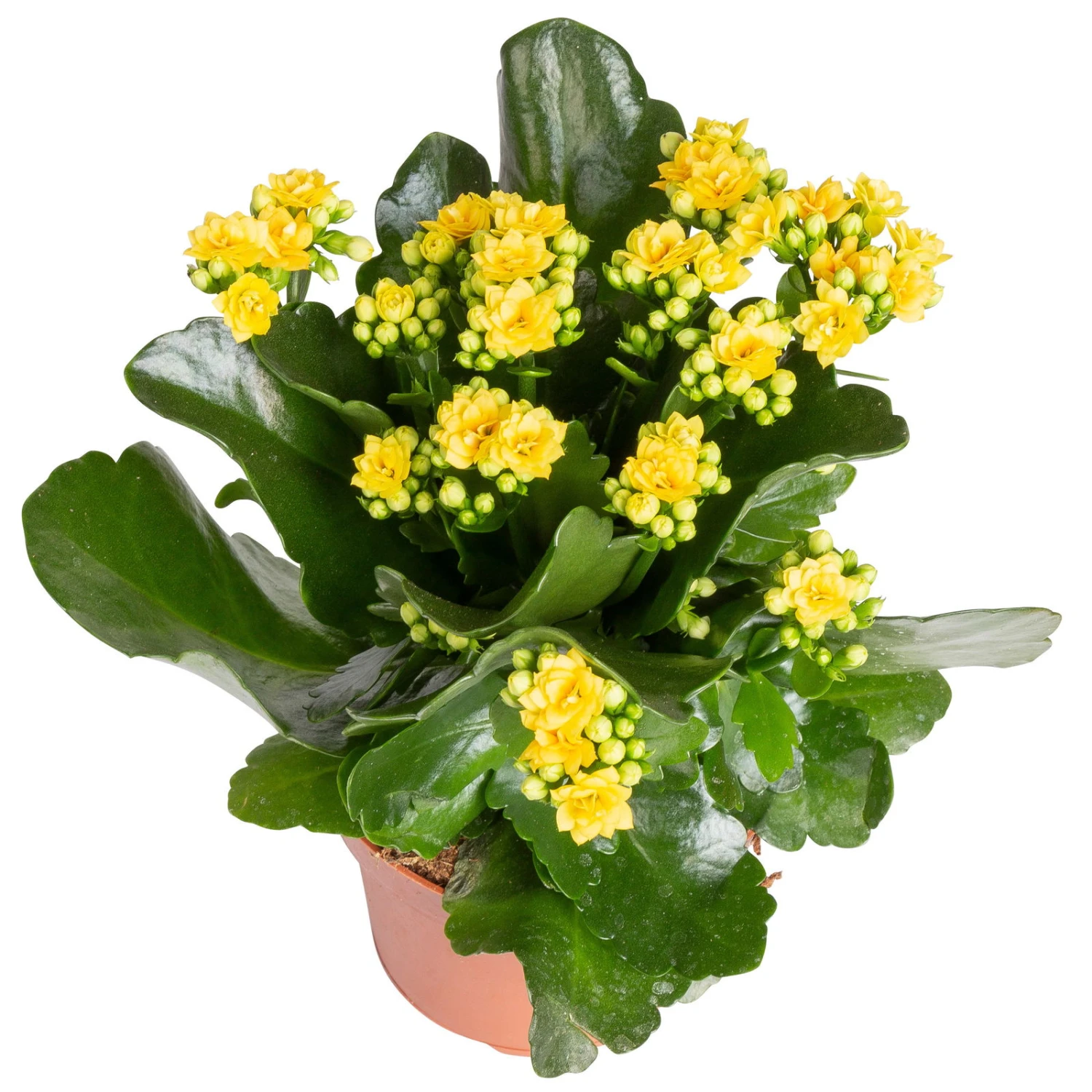 Kalanchoe 'Calandiva'®, Gelb&violett, Topf-Ø 12 Cm, Höhe Ca. 20-30 Cm, 6er-Set 5 Kalanchoe 'Calandiva'®, Gelb&violett, Topf-Ø 12 Cm, Höhe Ca. 20-30 Cm, 6er-Set – Bild 3