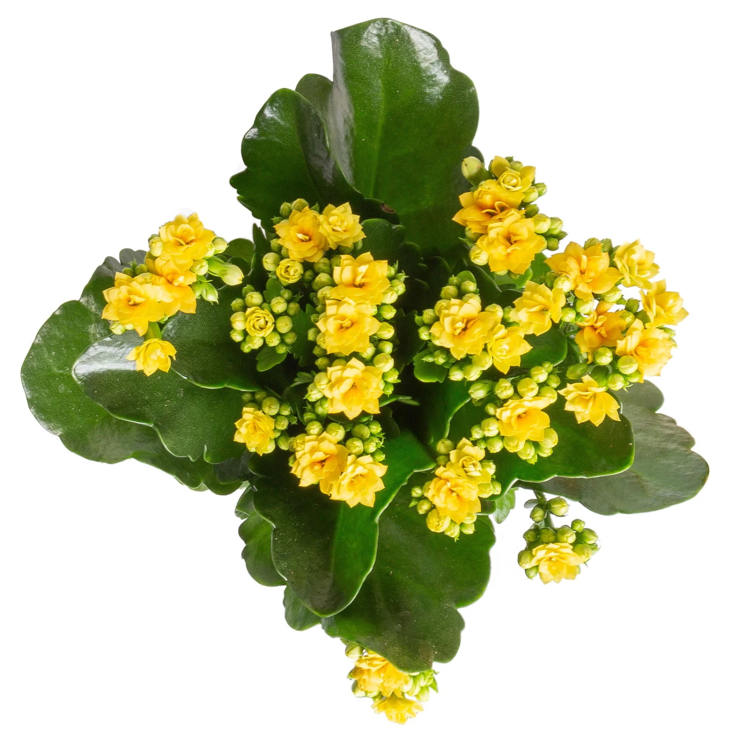 Kalanchoe 'Calandiva'®, Gelb&violett, Topf-Ø 12 Cm, Höhe Ca. 20-30 Cm, 6er-Set 4 Kalanchoe 'Calandiva'®, Gelb&violett, Topf-Ø 12 Cm, Höhe Ca. 20-30 Cm, 6er-Set – Bild 2