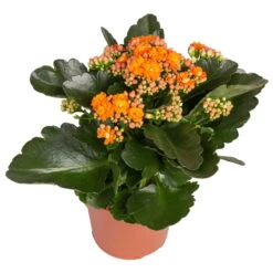 Kalanchoe 'Calandiva'®, Gelb&orange, Topf-Ø 12 Cm, Höhe Ca. 20-30 Cm, 6er-Set -LECHUZA || Wagner Verkaufsgeschäft 0210350385 Kalanchoe orange 6er Set 6xorange 2 2