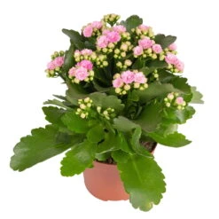 Kalanchoe 'Calandiva'®, Rosa, Topf-Ø 12 Cm, Höhe Ca. 27,5 Cm, 6er-Set -LECHUZA || Wagner Verkaufsgeschäft 0210350386 Kalanchoe rosa 6er Set 6xrosa 1 1