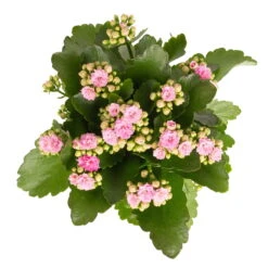 Kalanchoe 'Calandiva'®, Weiß & Rosa, Topf-Ø 12 Cm, Höhe Ca. 20-30 Cm, 6er-Set -LECHUZA || Wagner Verkaufsgeschäft 0210350386 Kalanchoe rosa 6er Set 6xrosa 2