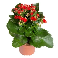 Kalanchoe 'Calandiva'®, Rot&violett, Topf-Ø 12 Cm, Höhe Ca. 20-30 Cm, 6er-Set 13 Kalanchoe 'Calandiva'®, Rot&violett, Topf-Ø 12 Cm, Höhe Ca. 20-30 Cm, 6er-Set -LECHUZA || Wagner Verkaufsgeschäft 0210350387 Kalanchoe rot 6er Set 6xrot 21