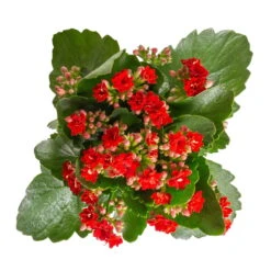 Kalanchoe 'Calandiva'®, Weiß & Rot, Topf-Ø 12 Cm, Höhe Ca. 20-30 Cm, 6er-Set -LECHUZA || Wagner Verkaufsgeschäft 0210350387 Kalanchoe rot 6er Set 6xrot 3 3