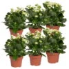 Kalanchoe 'Calandiva'®, Weiß, Topf-Ø 12 Cm, Höhe Ca. 27,5 Cm, 6er-Set -LECHUZA || Wagner Verkaufsgeschäft 0210350388 Kalanchoe weiss 6er Set 6xweiss