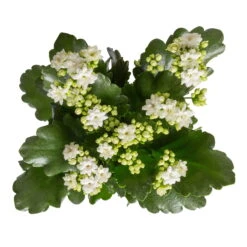 Kalanchoe 'Calandiva'®, Weiß, Topf-Ø 12 Cm, Höhe Ca. 27,5 Cm, 6er-Set -LECHUZA || Wagner Verkaufsgeschäft 0210350388 Kalanchoe weiss 6er Set 6xweiss 1 2