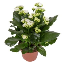 Kalanchoe 'Calandiva'®, Weiß&violett, Topf-Ø 12 Cm, Höhe Ca. 20-30 Cm, 6er-Set -LECHUZA || Wagner Verkaufsgeschäft 0210350388 Kalanchoe weiss 6er Set 6xweiss 2 3
