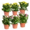 Kalanchoe 'Calandiva'®, Gelb&violett, Topf-Ø 12 Cm, Höhe Ca. 20-30 Cm, 6er-Set -LECHUZA || Wagner Verkaufsgeschäft 0210350391 Kalanchoe gelb violett 6er Set 3xgelb 3xviolett