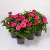 Rose Patio, Pink, Topf-Ø 13 Cm, 6er-Set -LECHUZA || Wagner Verkaufsgeschäft 0210550253 Rose Patio T13 6er Set pink WS 1
