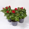 Rose Patio, Rot, Topf-Ø 13 Cm, 3er-Set -LECHUZA || Wagner Verkaufsgeschäft 0210550260 Rose Patio T13 3er Set rot