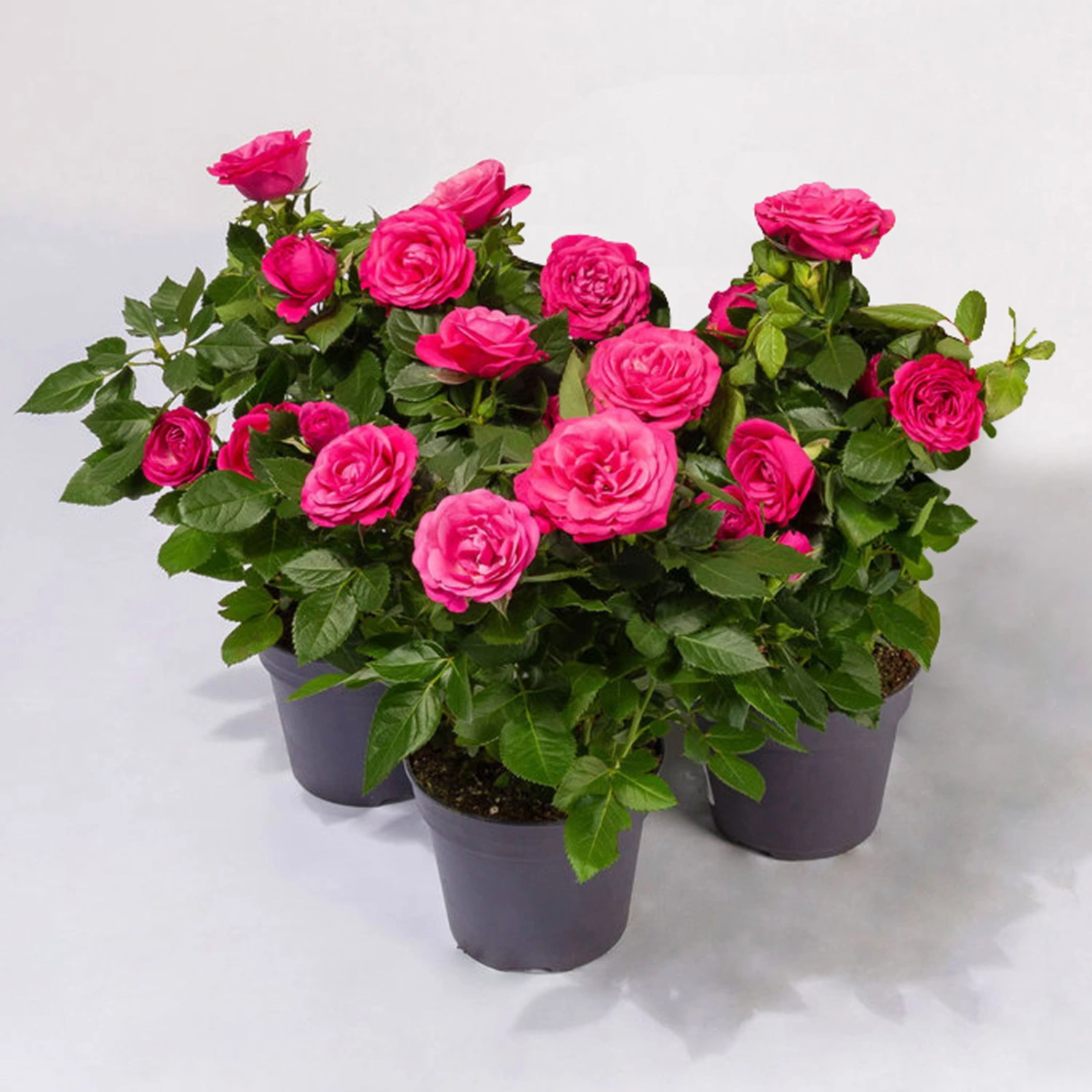 Rose Patio, Pink, Topf-Ø 13 Cm, 3er-Set 3 Rose Patio, Pink, Topf-Ø 13 Cm, 3er-Set