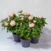 Rose Patio, Rosa, Topf-Ø 13 Cm, 3er-Set -LECHUZA || Wagner Verkaufsgeschäft 0210550262 Rose Patio T13 3er Set rosa
