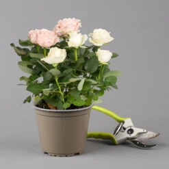 Rose 'Infinity' Duo Rosa-weiß, Topf-Ø 14 Cm, 2er-Set 11 Rose 'Infinity' Duo Rosa-weiß, Topf-Ø 14 Cm, 2er-Set -LECHUZA || Wagner Verkaufsgeschäft 0210550266 rose infinity duo 2 122761