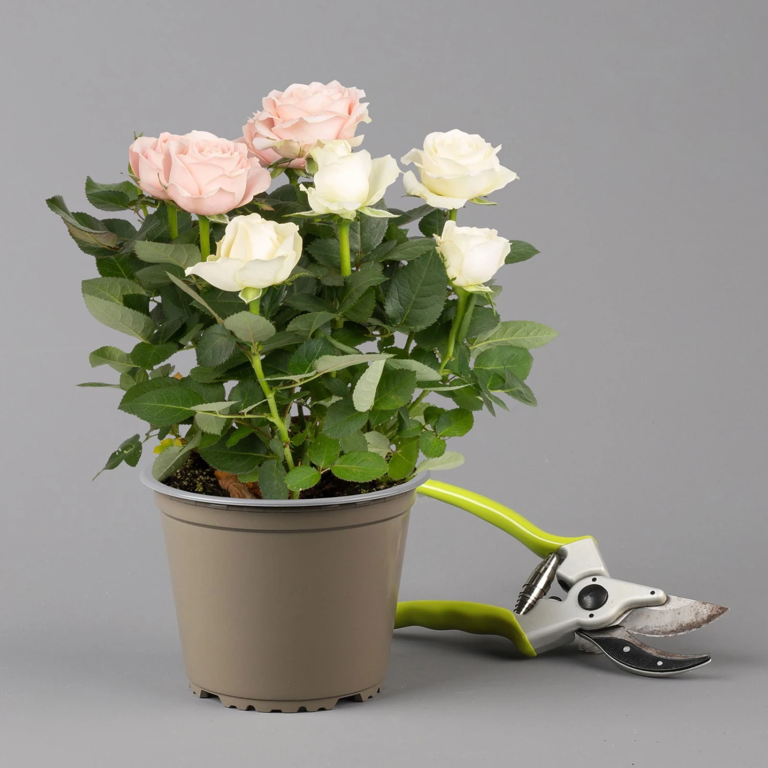 Rose 'Infinity' Duo Rosa-weiß, Topf-Ø 14 Cm, 2er-Set 5 Rose 'Infinity' Duo Rosa-weiß, Topf-Ø 14 Cm, 2er-Set – Bild 3