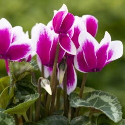 Alpenveilchen 'Picola Shine', Weiß-violett, Topf-Ø 10,5cm, Höhe Ca 23cm, 6er-Set -LECHUZA || Wagner Verkaufsgeschäft 0210600488 Cyclamen Goblet Shine violett 6er Set